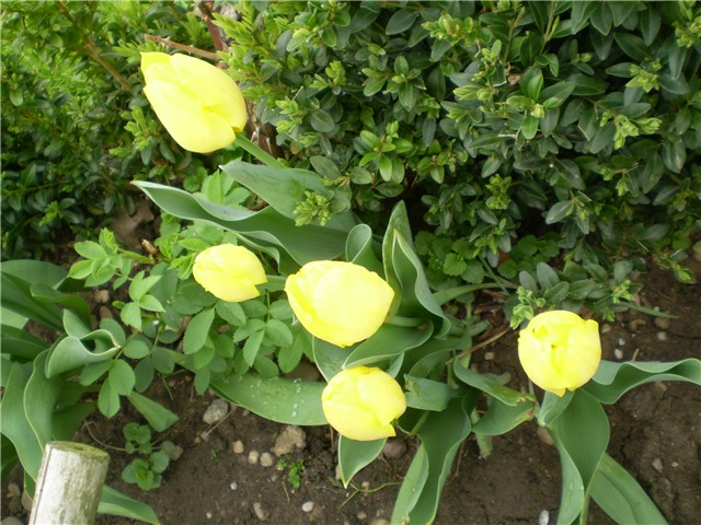 tulipani